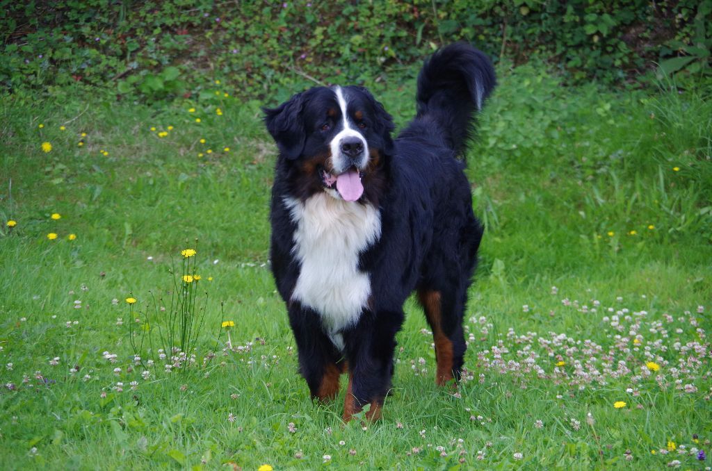 Louma a été saillie avec le beau just prince!!plus qu a attendre!!..